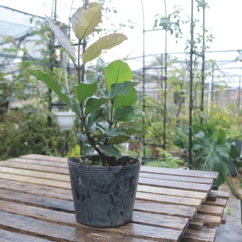 Cây mai Thái xanh bầu đất